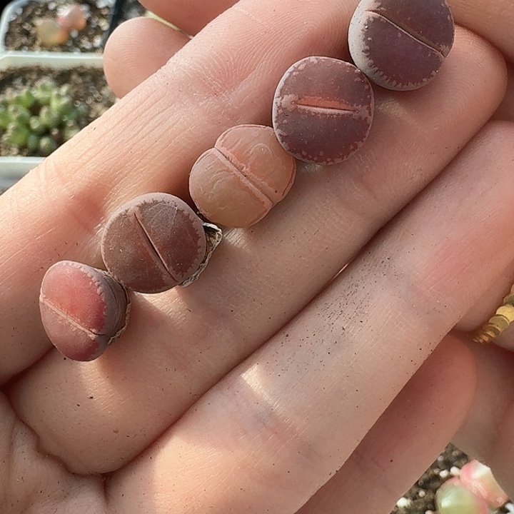 老马生石花ko803
