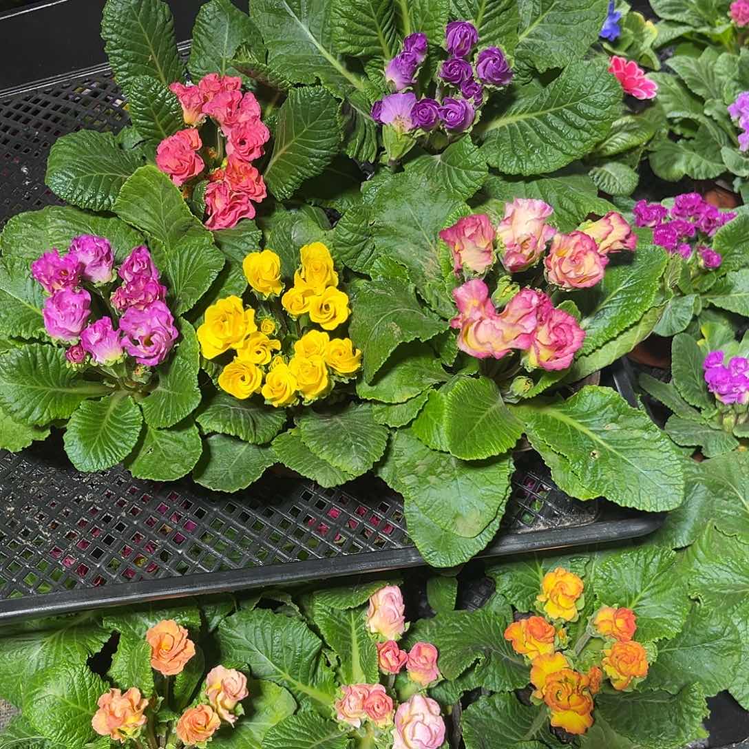 无花朵报春花带花带花苞