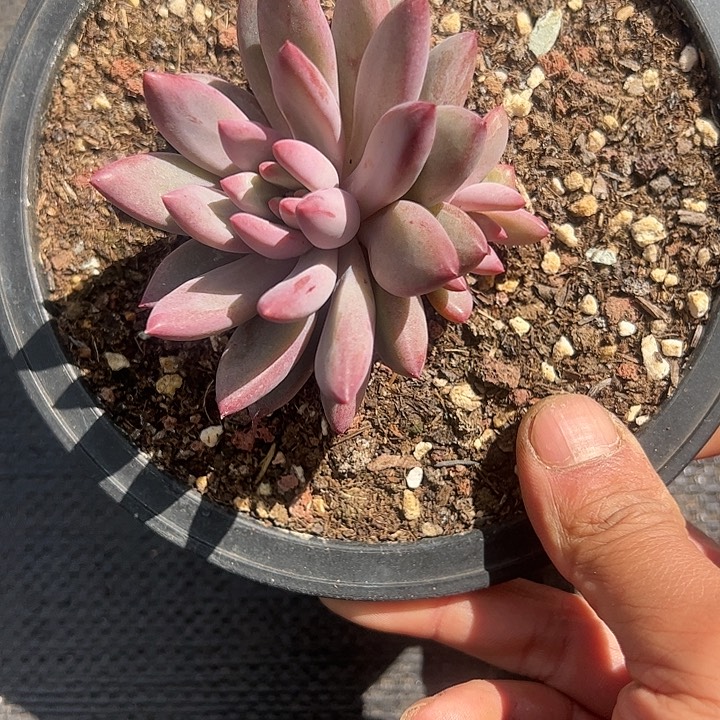 【闪购商品】虞美人多肉植物