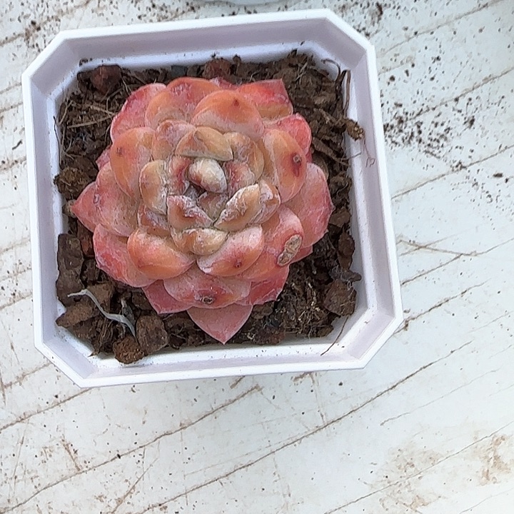 青蛙王子儿童牙膏套装111