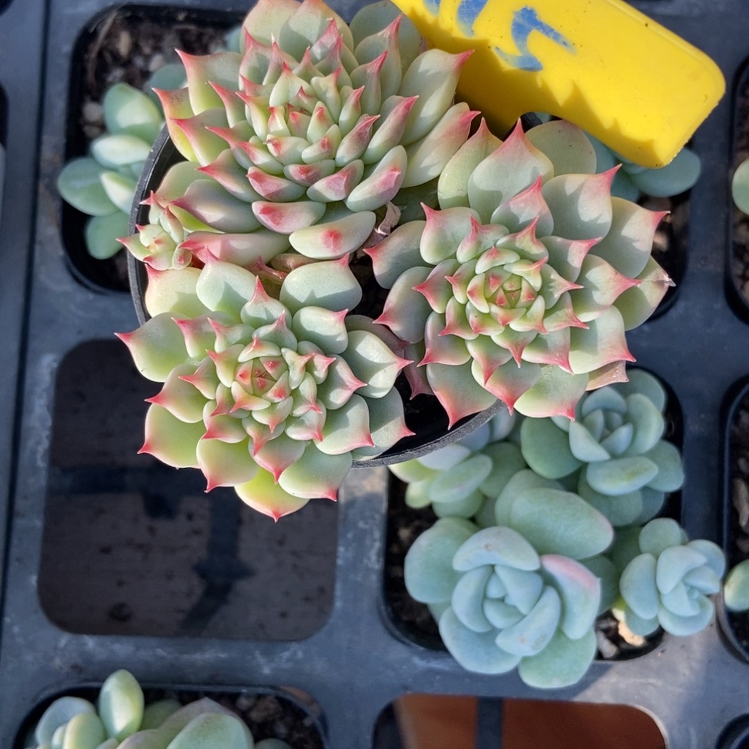 915蓝眼睛多肉植物