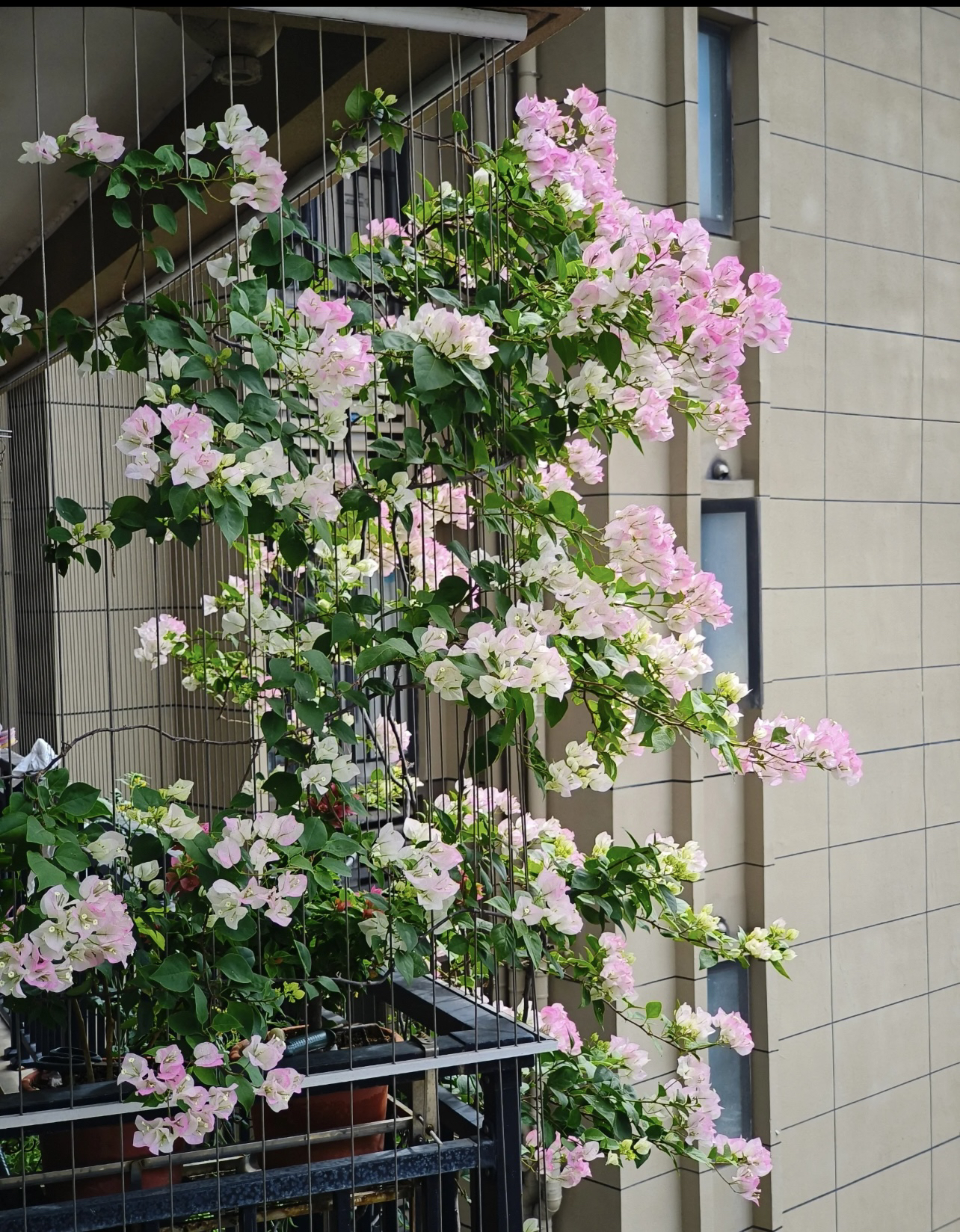 （绿樱）抹茶绿渐变樱花粉一年四季开花爬藤爬墙漂枝绿植盆栽室内