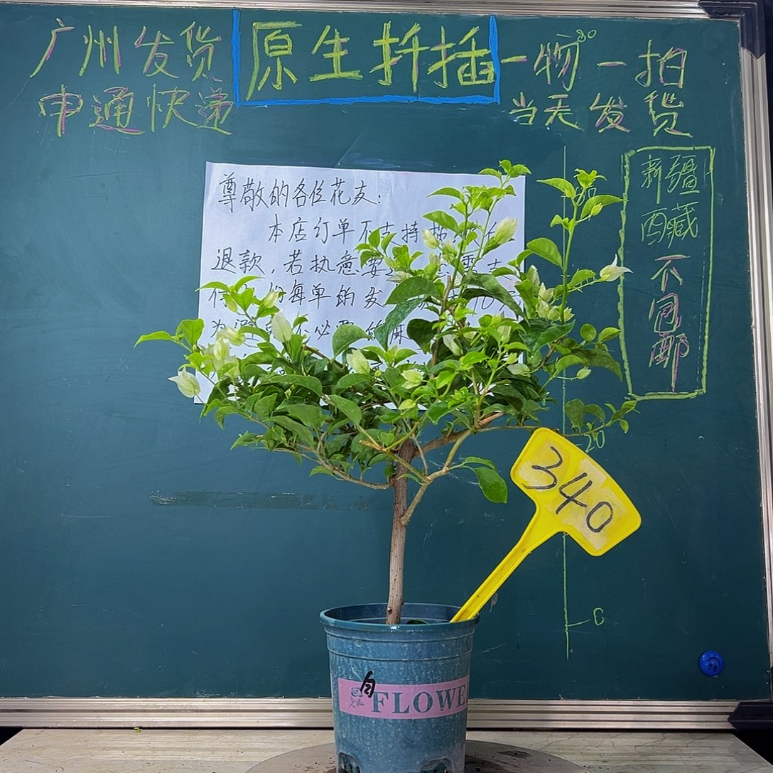 当前无花栽培后可以开花  白雪公主  340