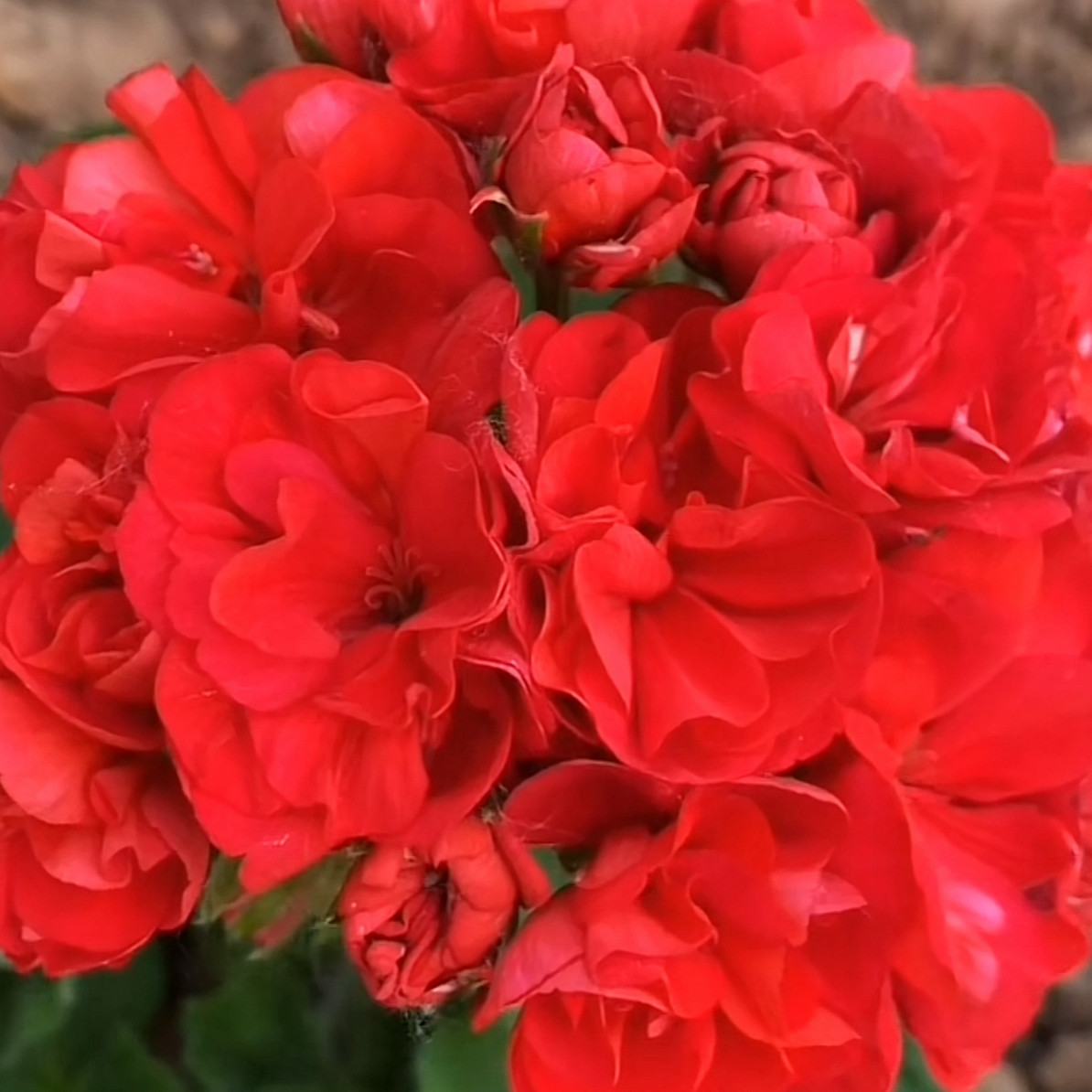 (红色莫斯科)直立重瓣大花天竺葵