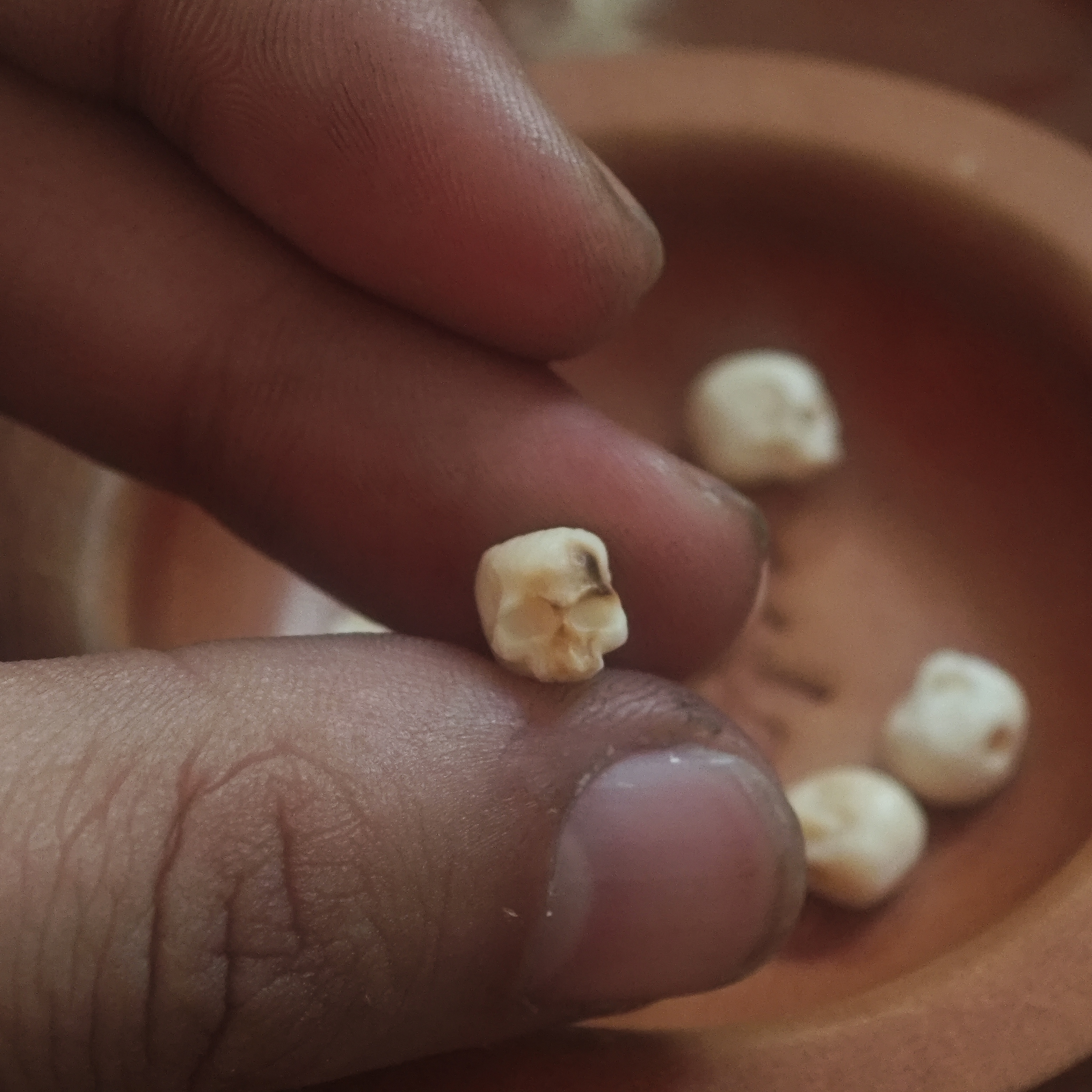 带皮半鄂两眼骷髅  对耳7mm 多样性发货发其一