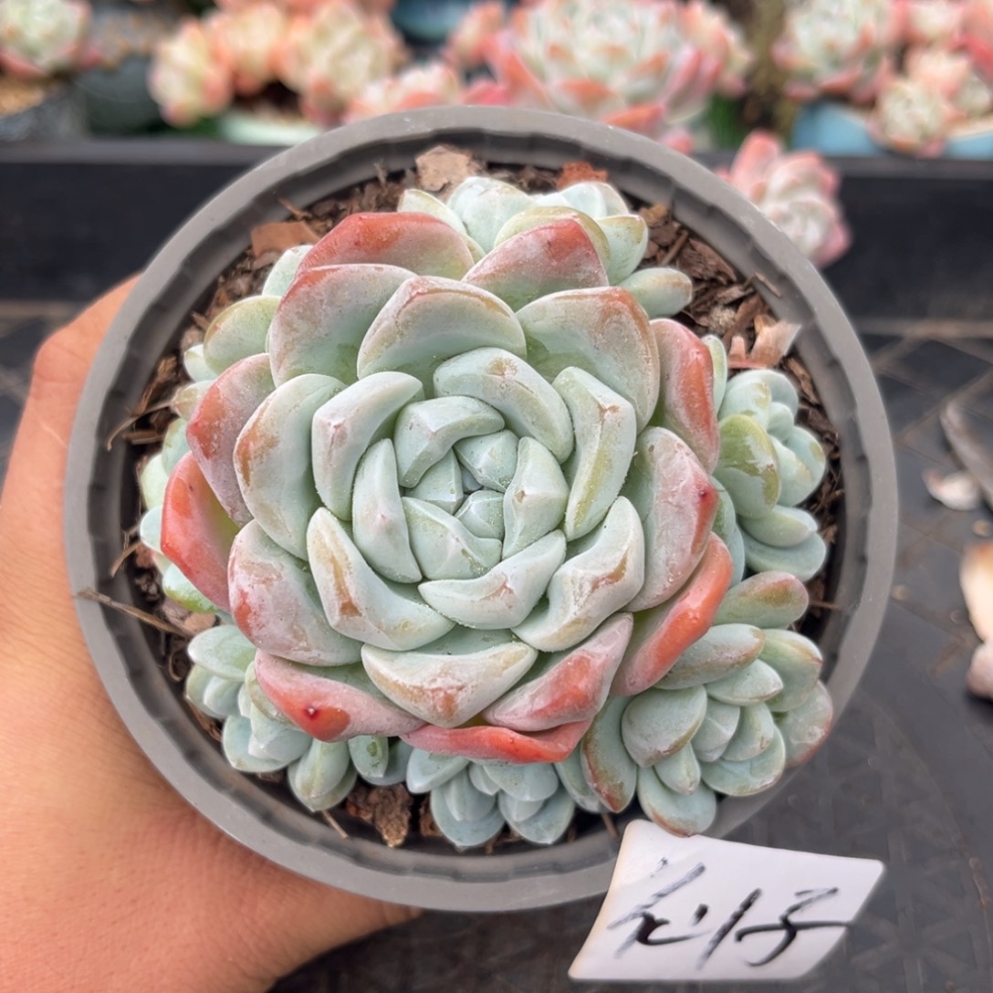 仙子专拍冰玉手捧群生