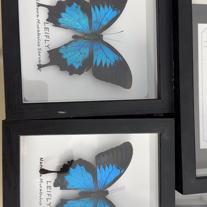 小黑框天堂蝴蝶蝴蝶蝴蝶