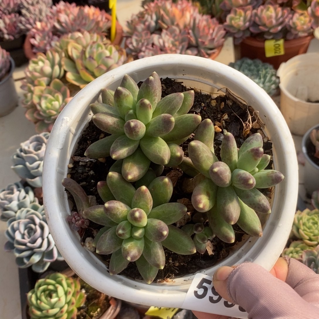 5999千代田之松一物一拍