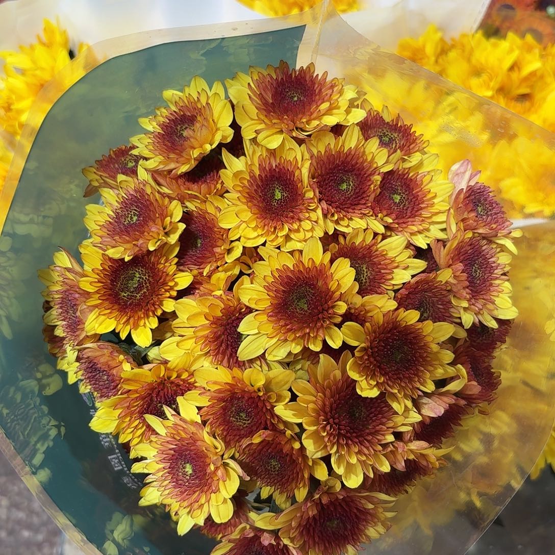 海南 花努力 布鲁诺橙