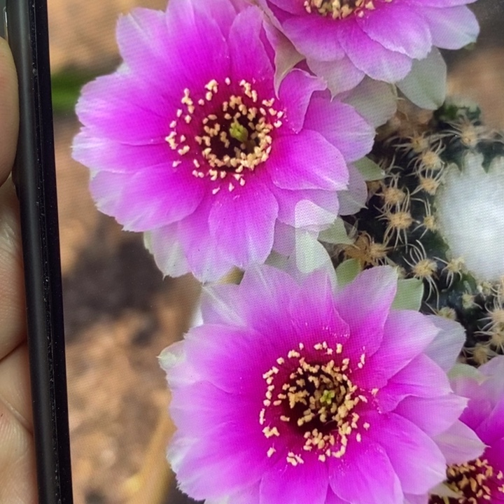 矮壮袖普柱嫁接魅影丽花