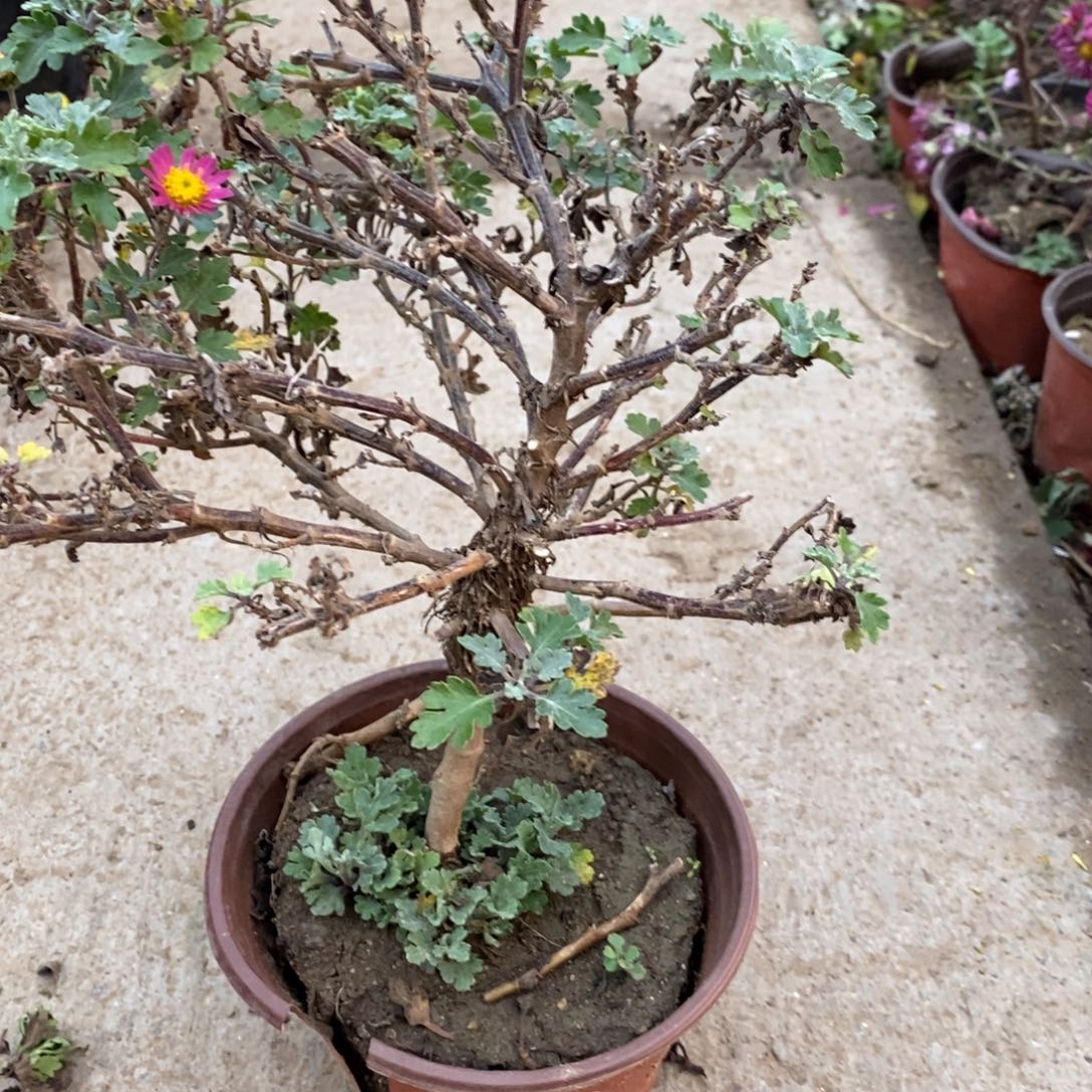 宁***远无花朵盆景盆景20