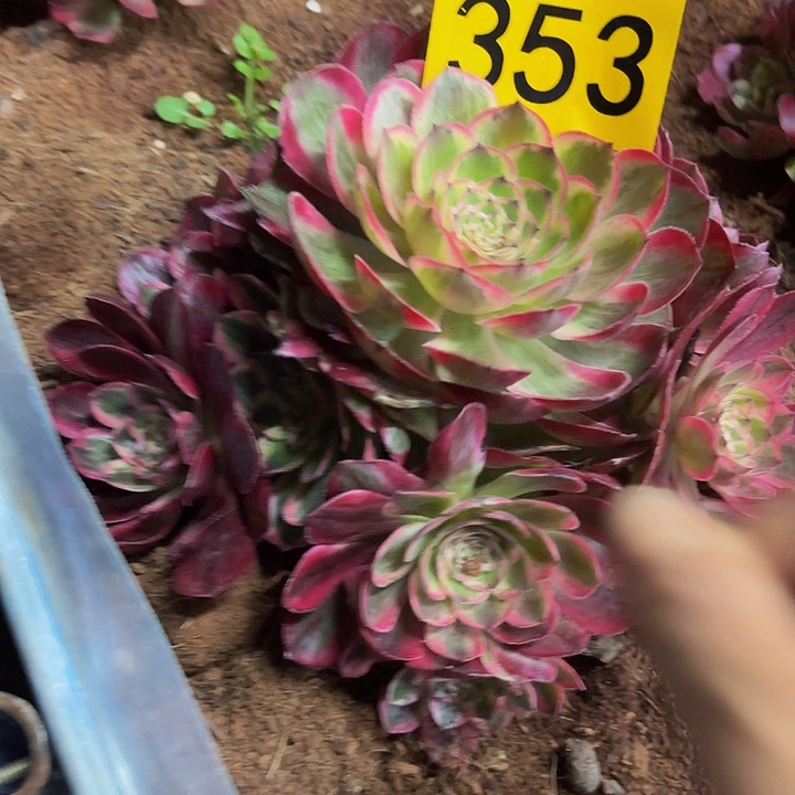 多肉植物福利来353