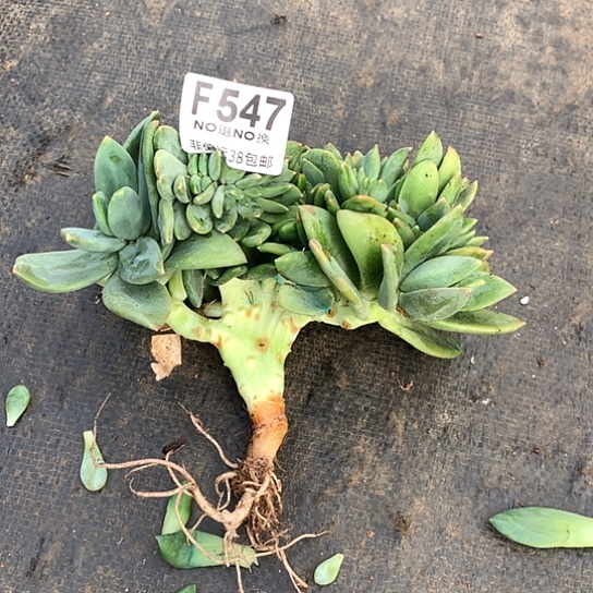 窝***乖海洋之歌547 亏本清退款拉黑7-8天发货