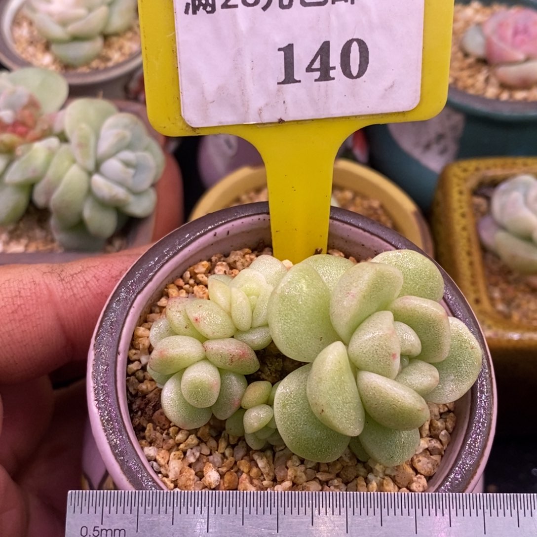 940冰玉石化变异心，5头群……