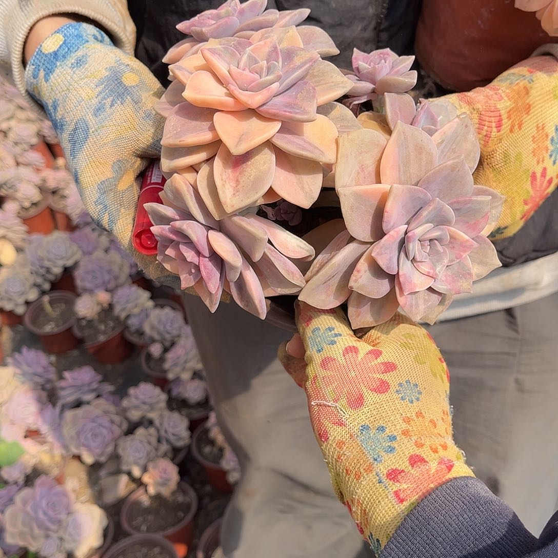 阿***l多肉植物紫乐景Z20