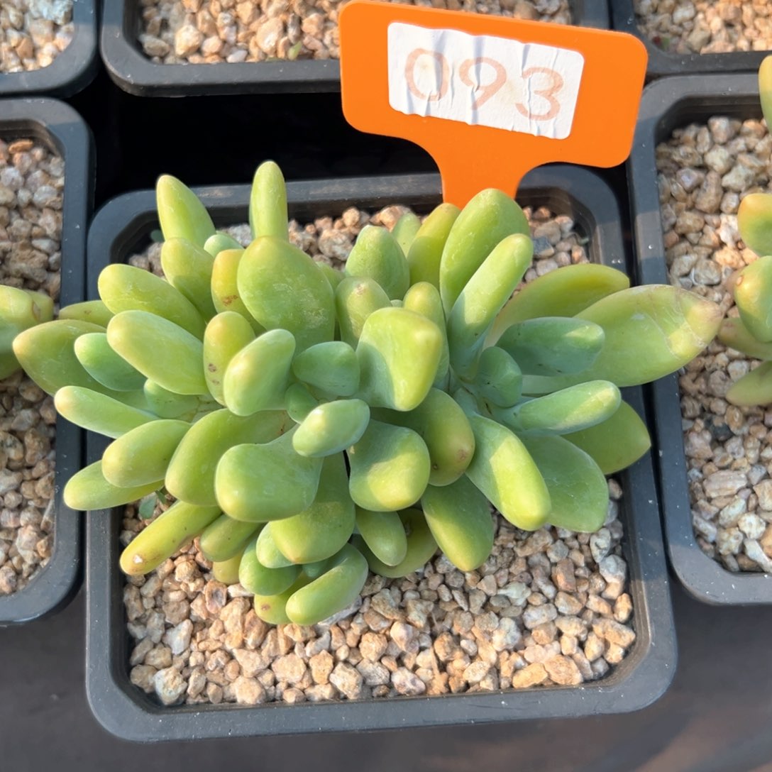 无花朵芒果奶111111111111