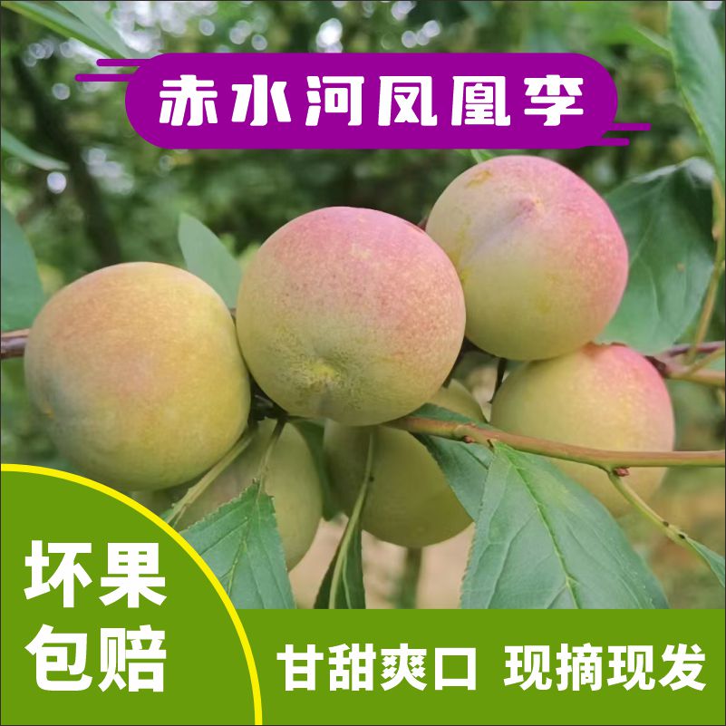 赤水河凤凰李水果新鲜现摘现发
