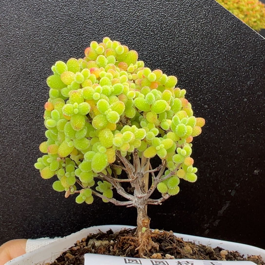dy3955精控蜜橘糖球冠幅4.5cm