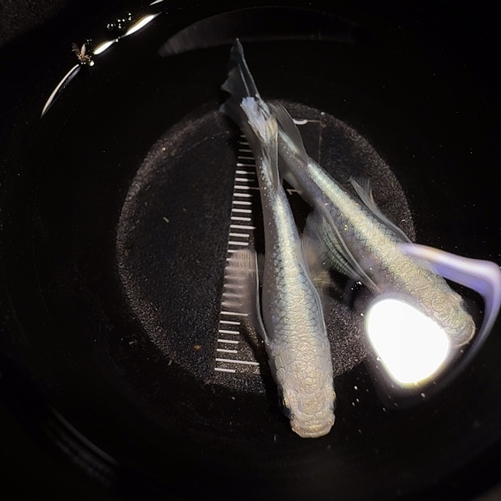 青鳉鱼一物一拍230