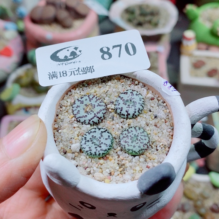 生石花花花花花花870