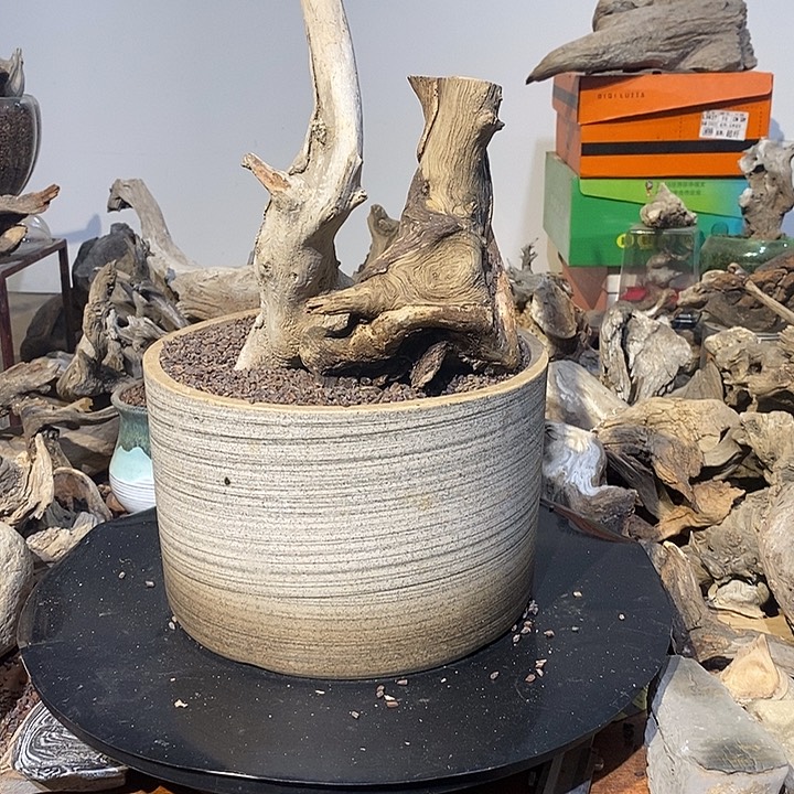 欢***好太行崖柏，欢迎来到