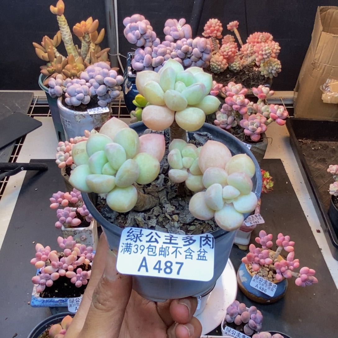 487泡泡糖多肉7c m