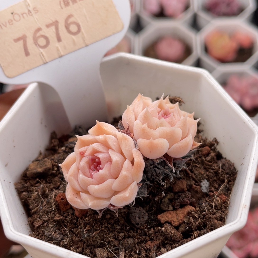 c***财路7676-4.0厘米