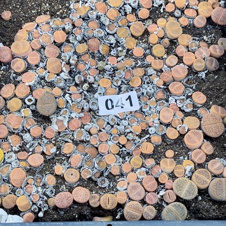 041 生石花一物一图如图初8陆续发货