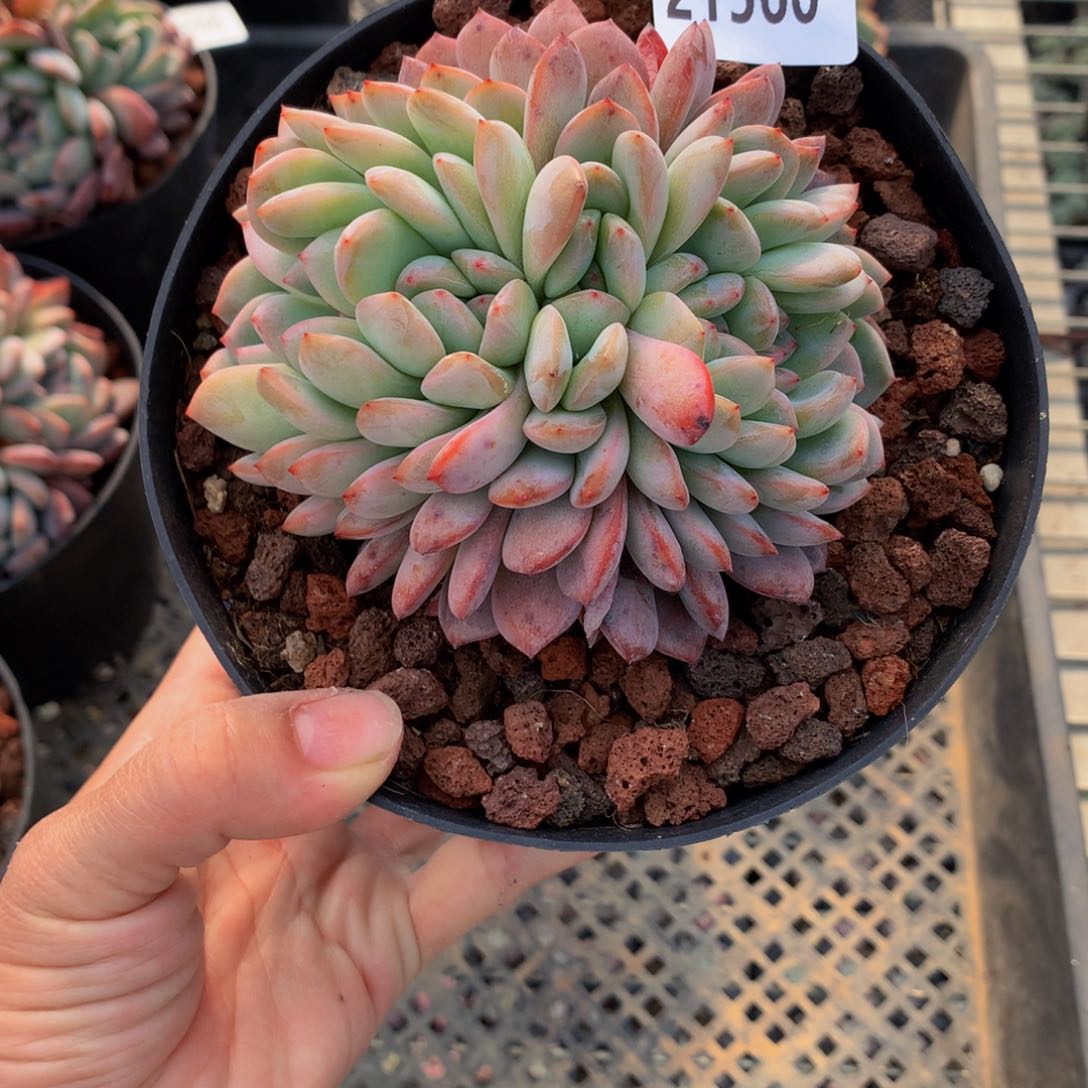 21560嗯嗯不错很耐人寻味不错