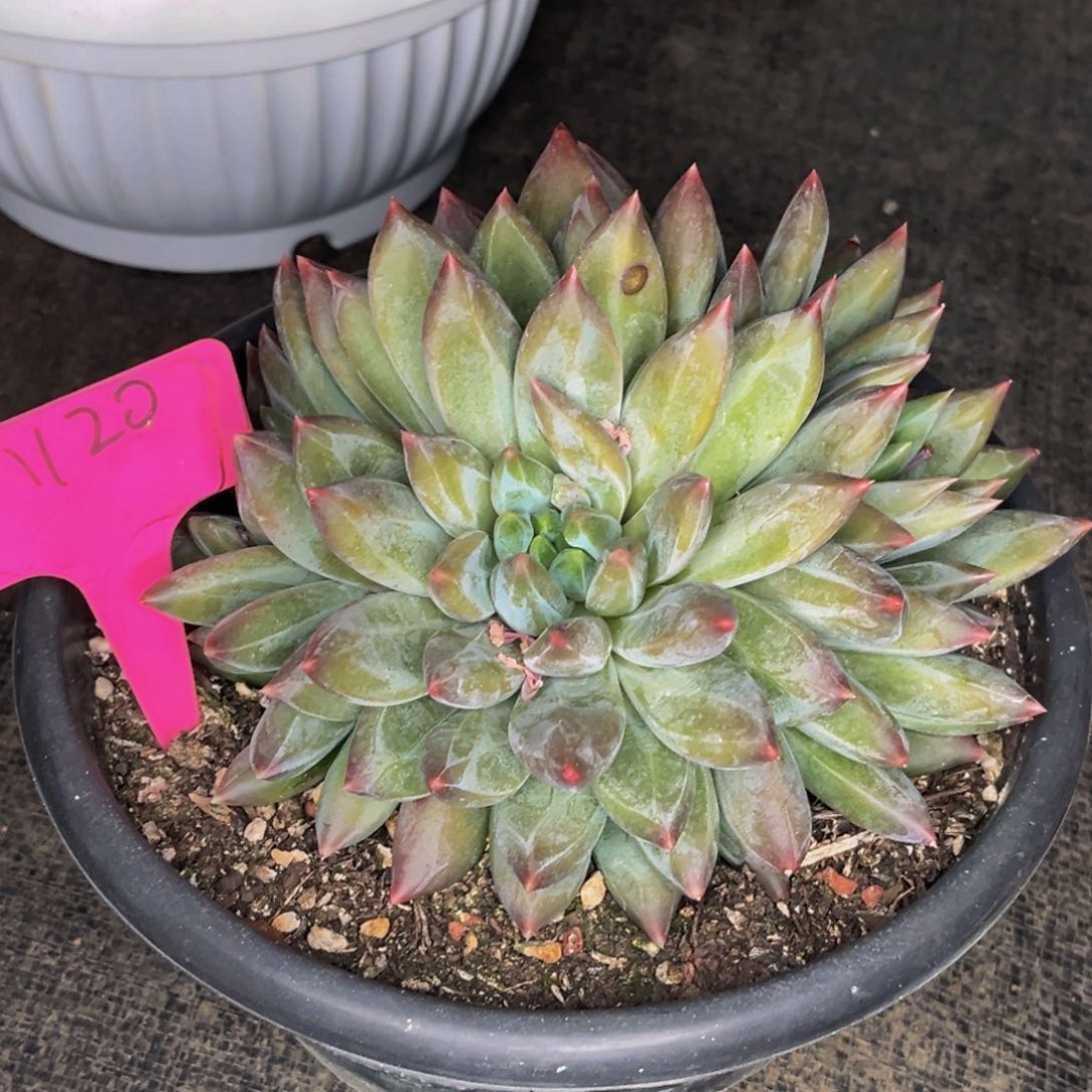 1120号晚上多肉植物群生多肉