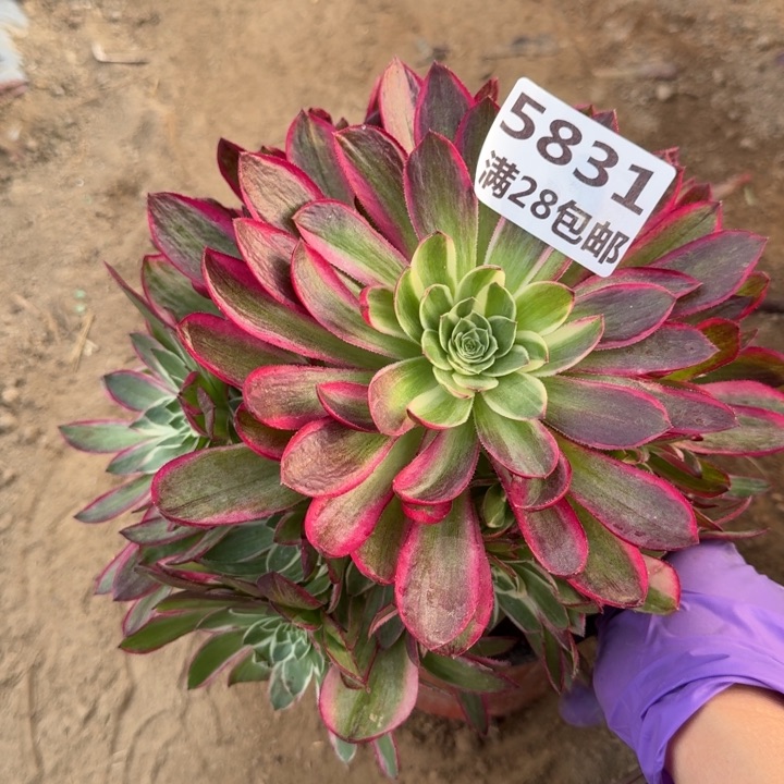 5831二号棚海王多肉N