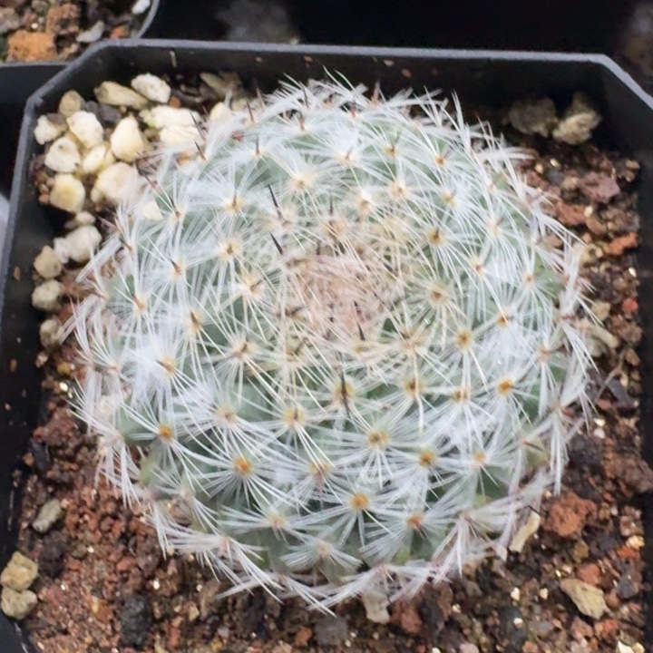 恋山彦侧芽自根仙人球 