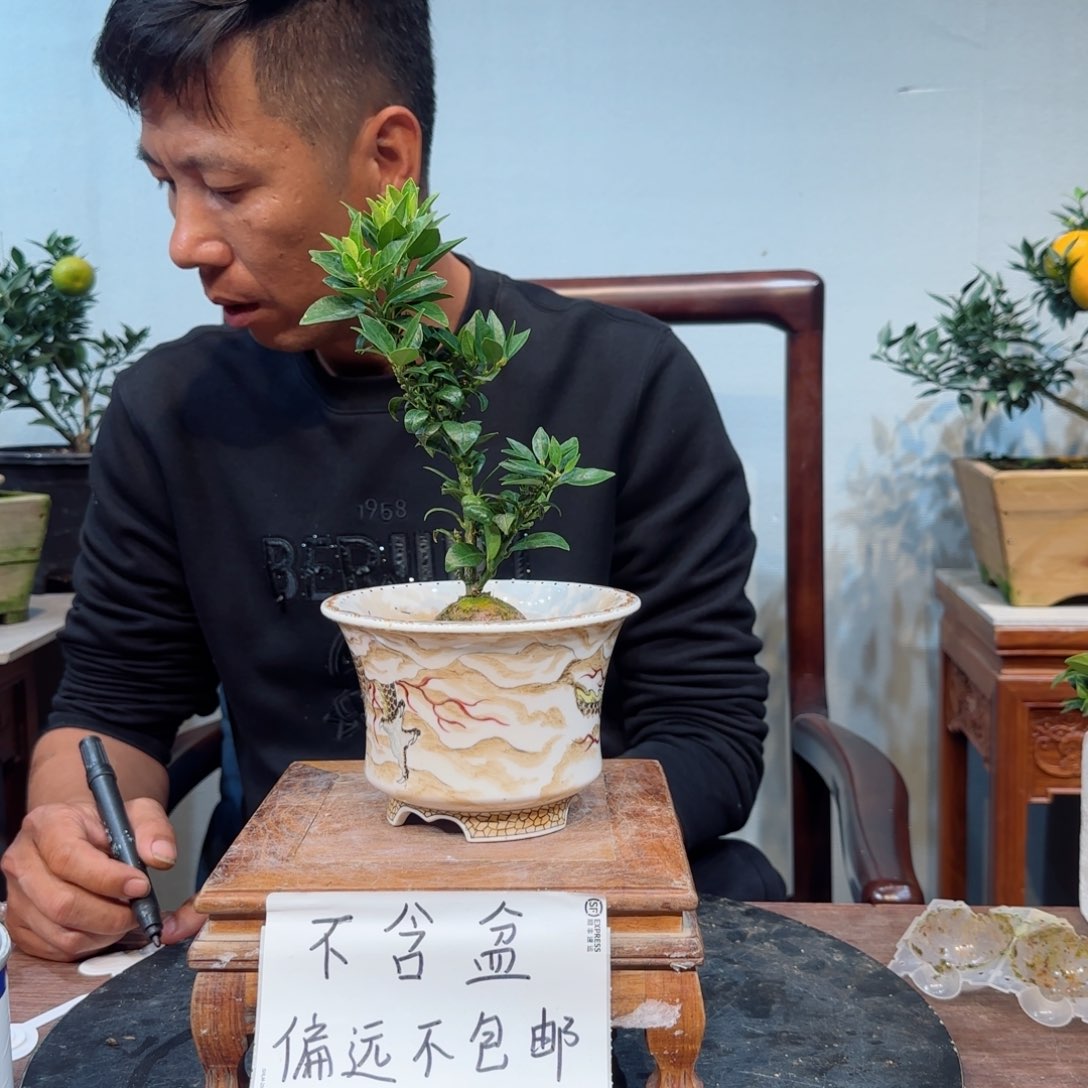 当前无花朵，栽培后可花朵黄****冲