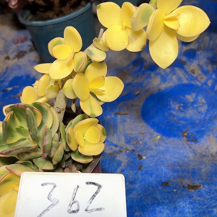 多肉植物星花月锦