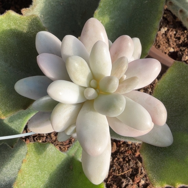 粉色恋人锦带嫁接木