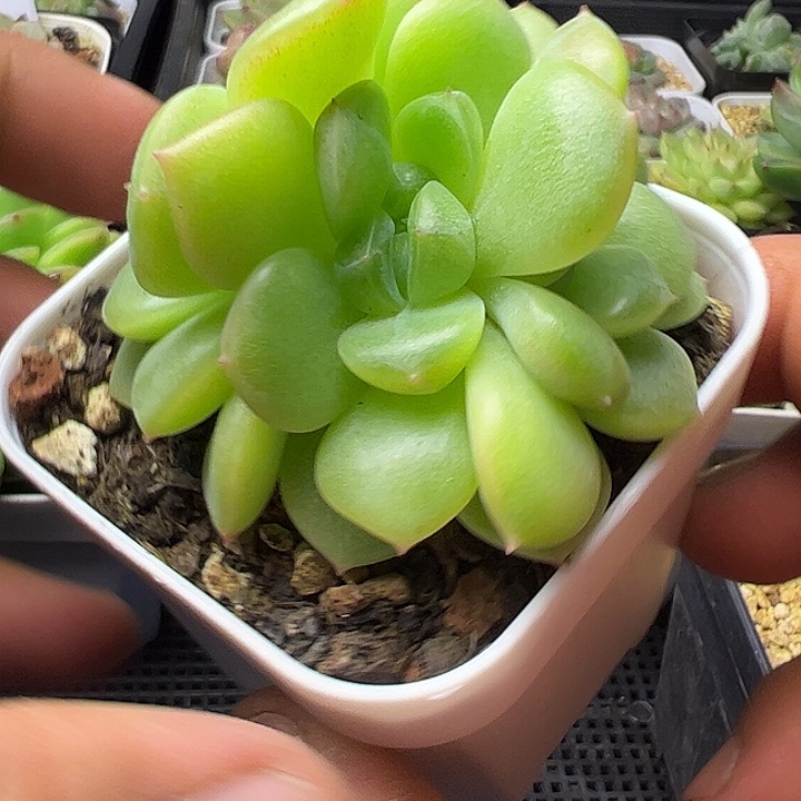 三头财富密码带盆发货