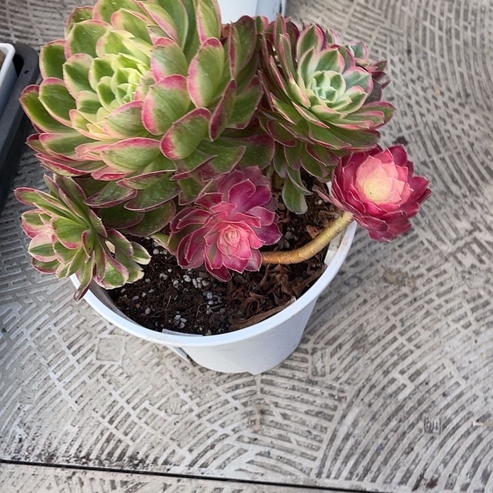 康***3优惠优惠大课孔雀翎法师带盆发货