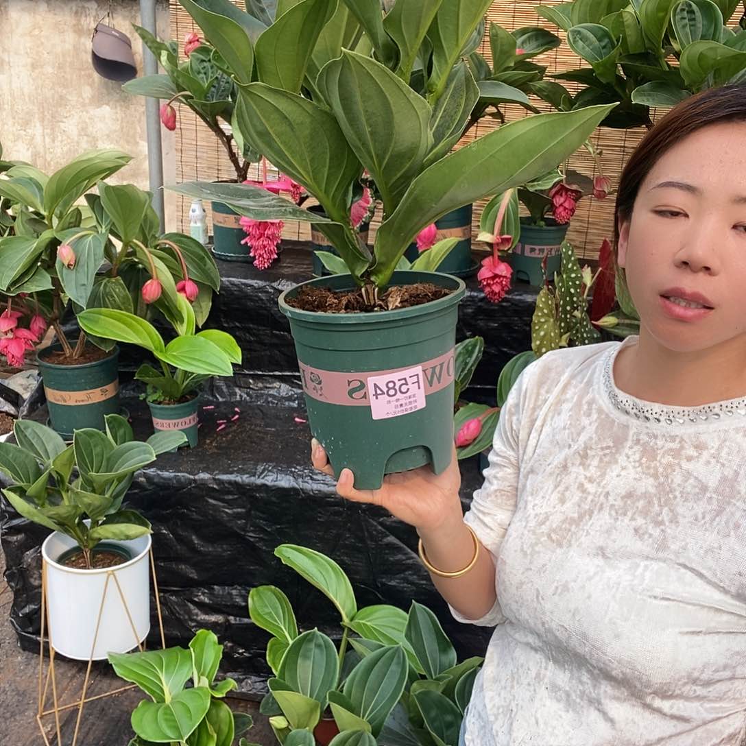 木本曹*潮木本花卉584