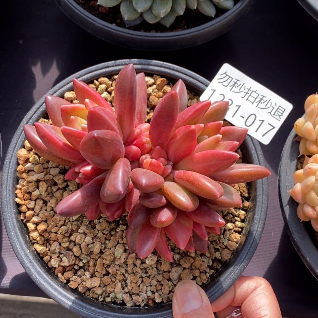 两单包邮1231-17迷雾泡泡