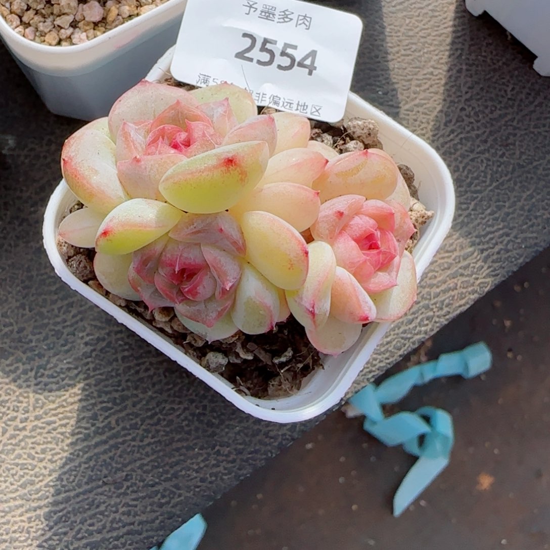 舒芙蕾，2554多肉植物