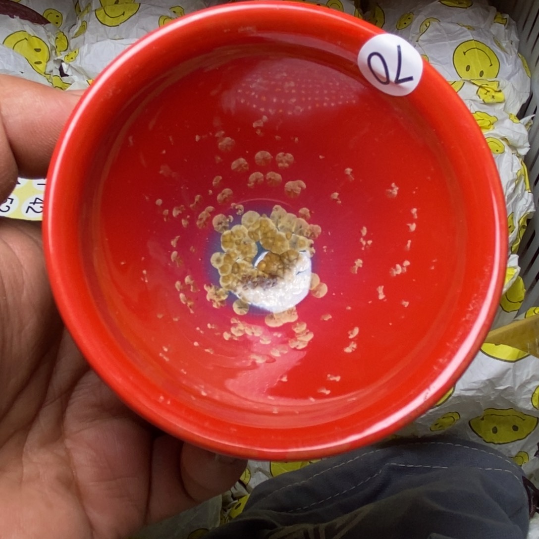 茶盏建盏喝茶主人杯茶杯