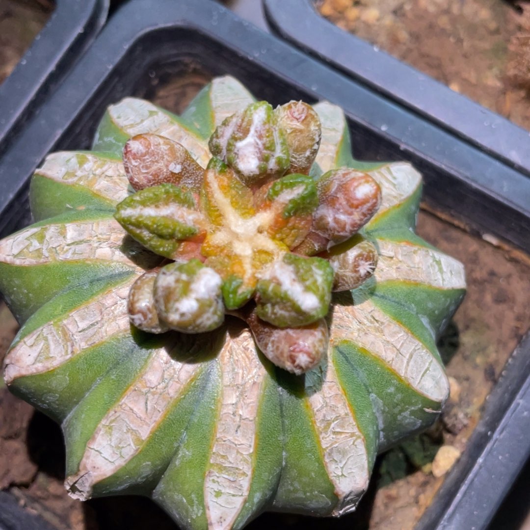 丸犹黑牡丹锦 仙人球