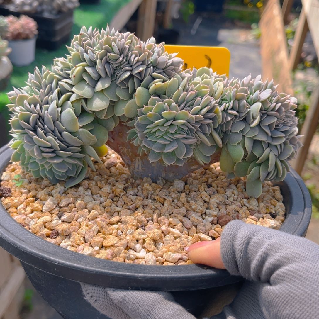 天赐缀88888888888