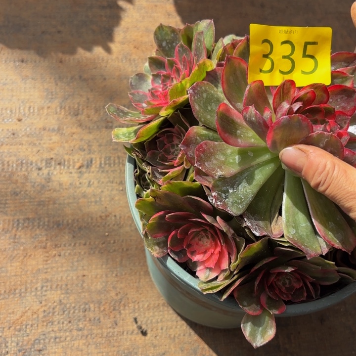 哈哈多肉葡萄福利来335