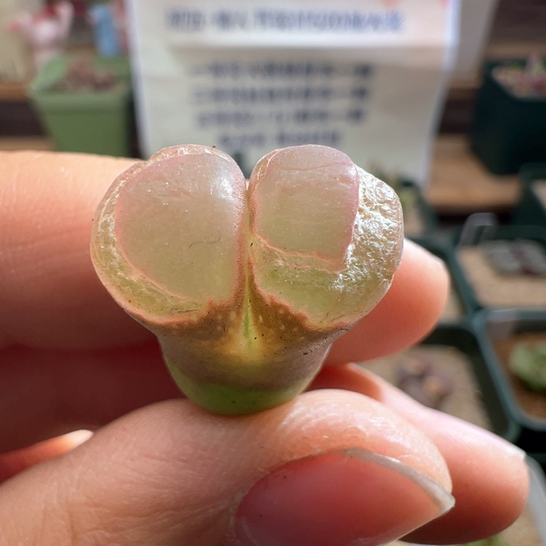 H**a520。新品1797QQ糖风铃