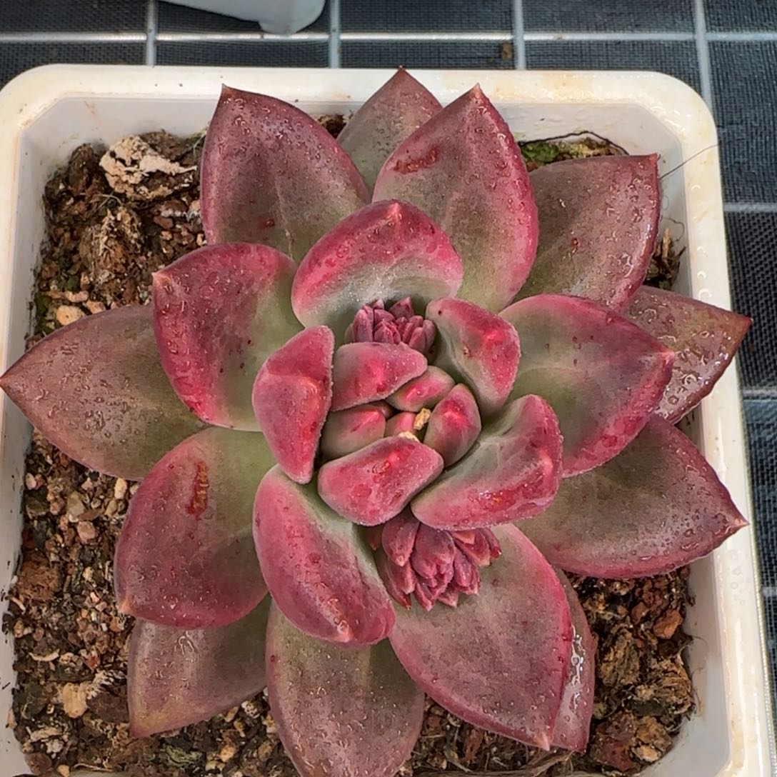 从前慢花园多肉精选迷雾泡泡