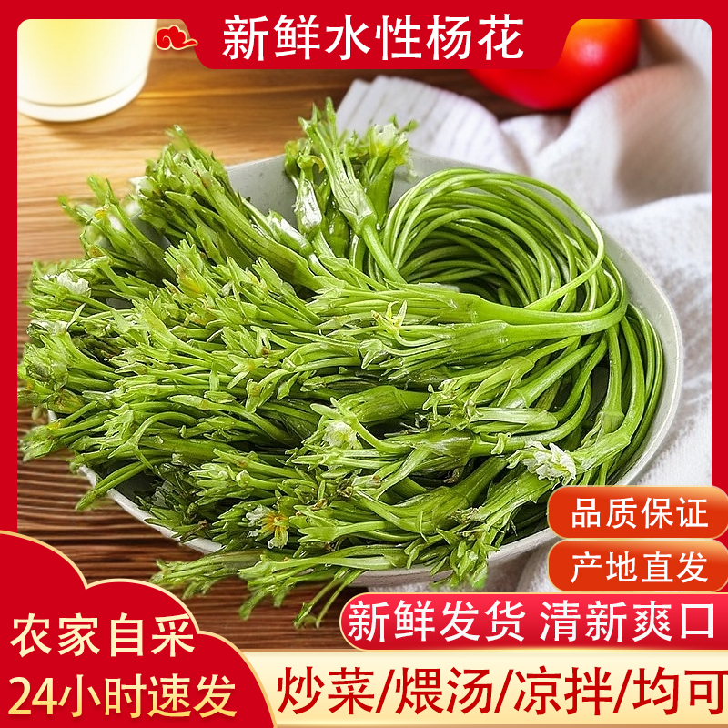 【顺丰空运】云南大理洱海新鲜水性杨花海菜花现摘现发特色食用蔬菜