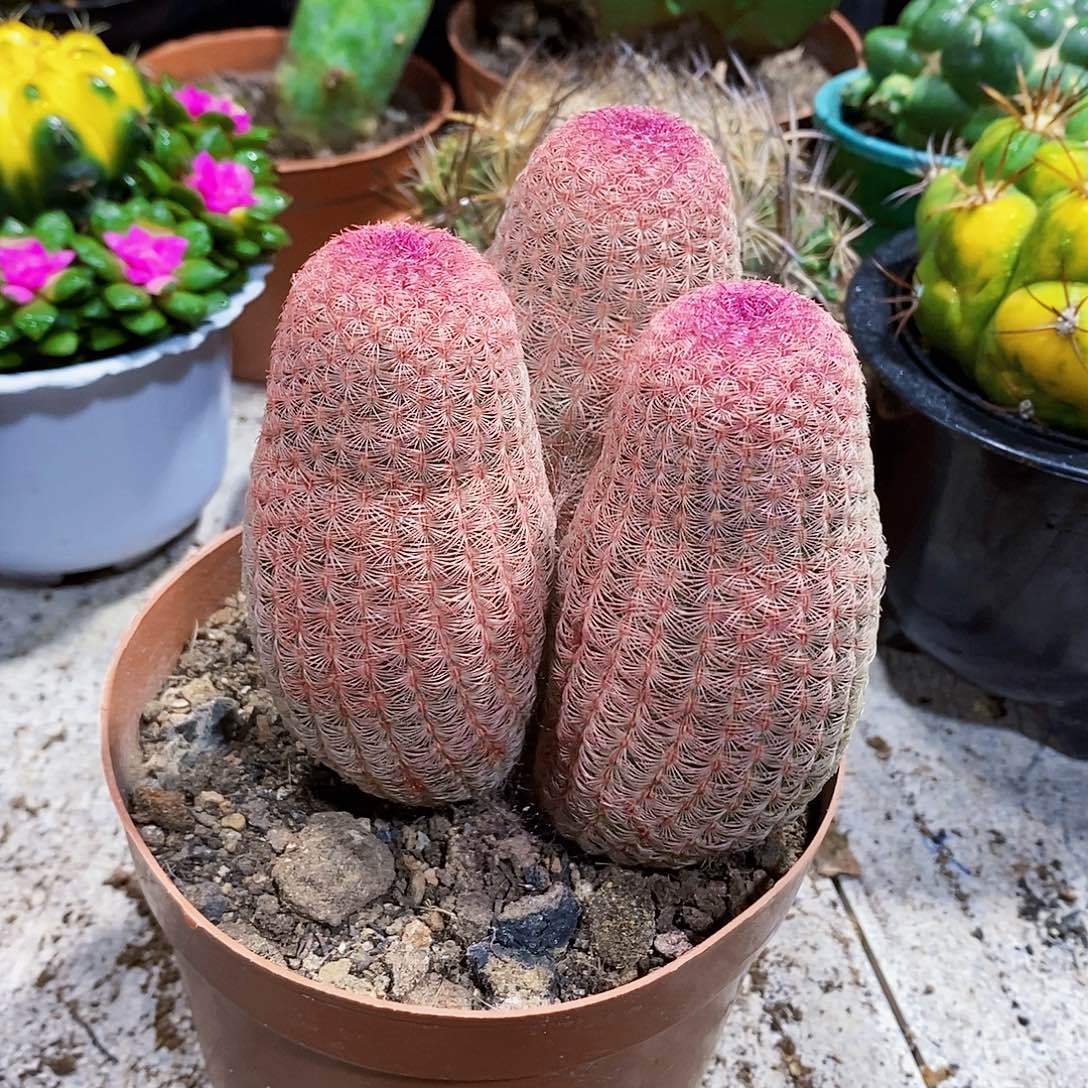 3个头1111111111111个