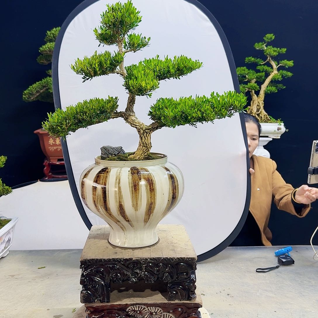高端盆景艺术作品