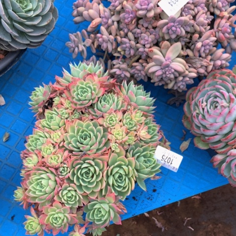 明***好1075三色堇多肉